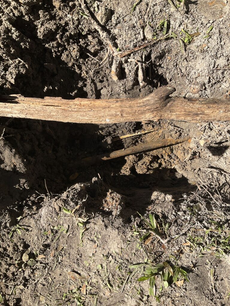 Open hand dug trench with a tree root crossing above the buried water line below